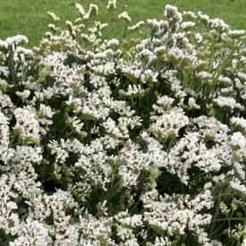 Hipster White, Statice Seeds